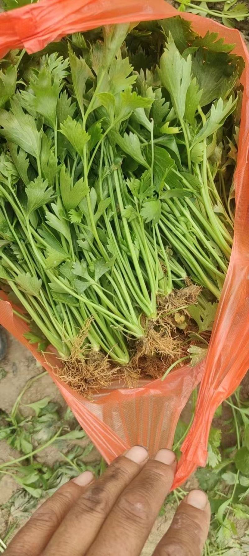 《芹菜苗》基地现挖现发成活率高产量高提供技术指导