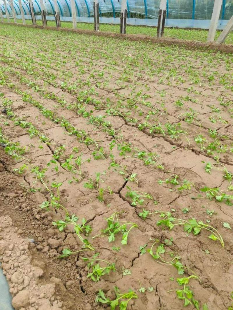 《芹菜苗》基地现挖现发成活率高产量高提供技术指导