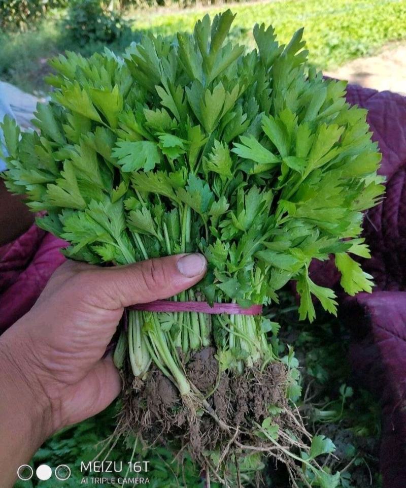 《芹菜苗》基地现挖现发成活率高产量高提供技术指导