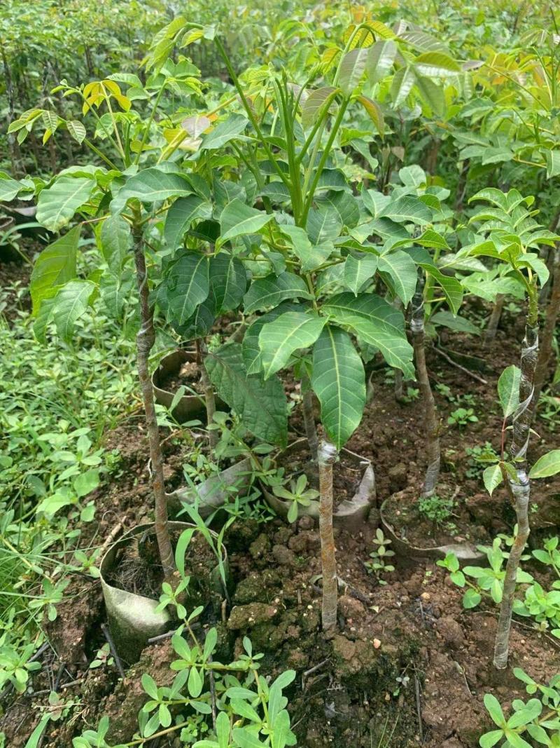 广西黑榄苗，乌榄苗，工艺榄苗基地直发技术指导来电