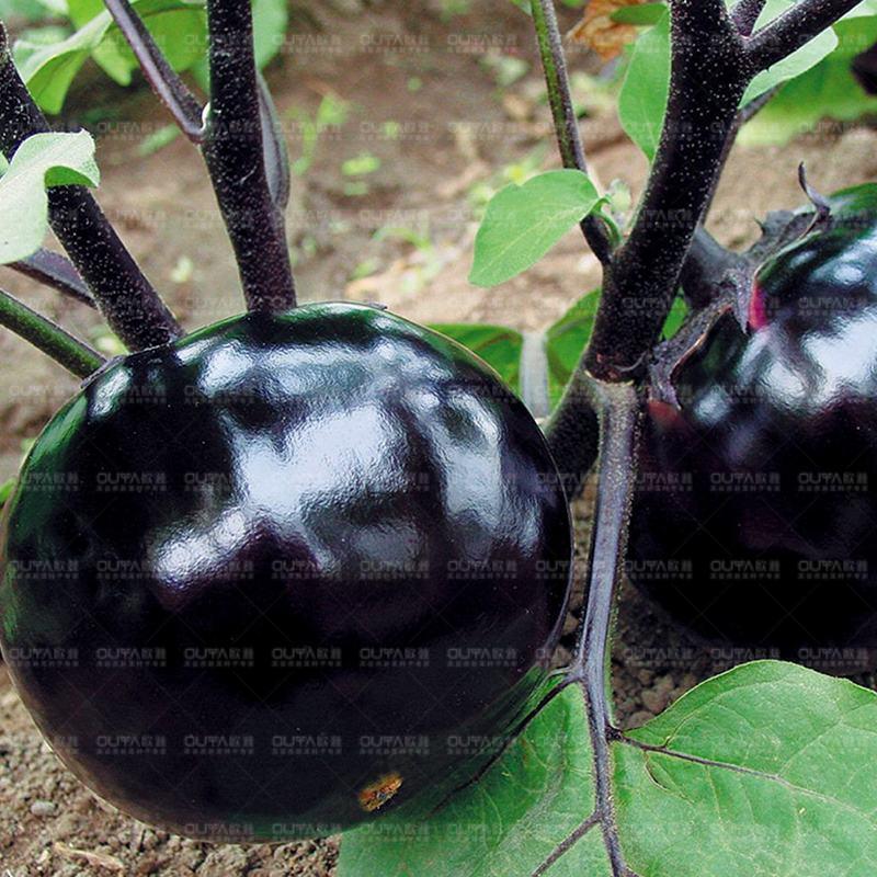黑圆茄子种子早熟茄子种子果实正圆杂交大果皮黑适应性强蔬菜