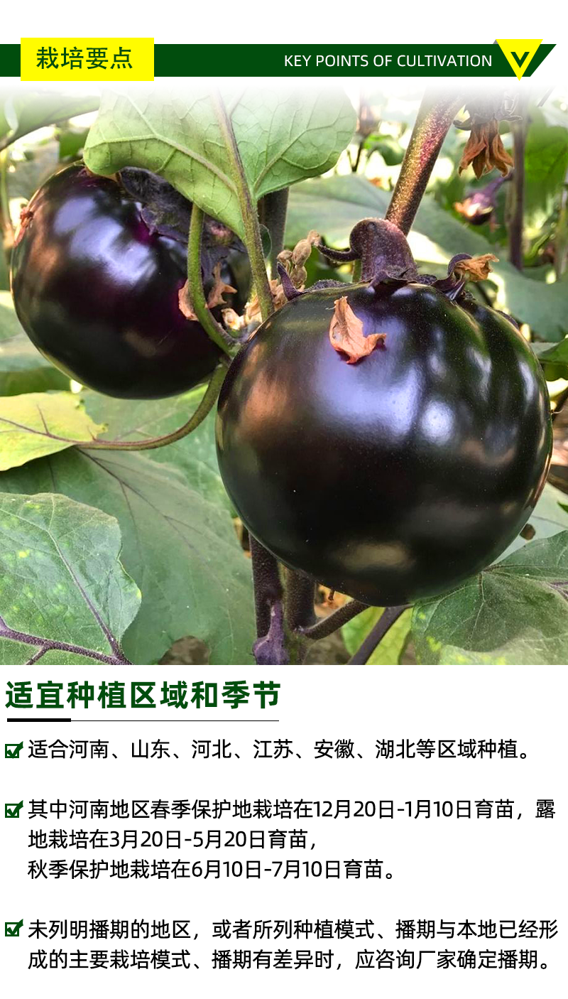 黑圆茄子种子早熟茄子种子果实正圆杂交大果皮黑适应性强蔬菜