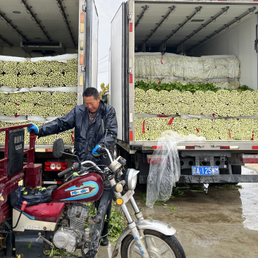 徐州精品西芹菜60cm脆嫩黄亮，大量供应中