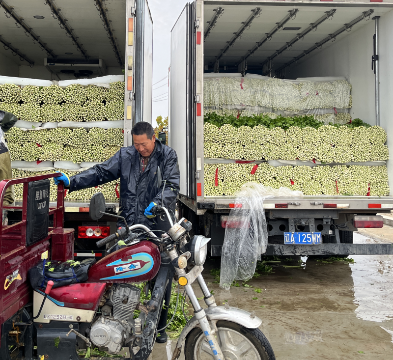 徐州精品西芹菜60cm脆嫩黄亮，大量供应中