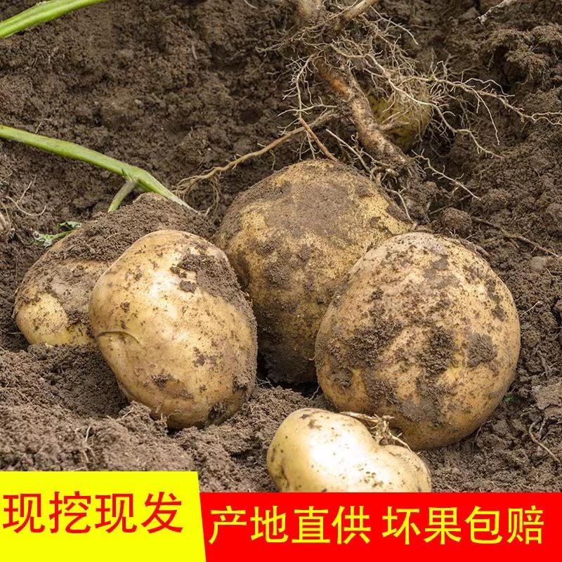 青海互助土豆黄皮土豆农家自种蔬菜批发马铃薯
