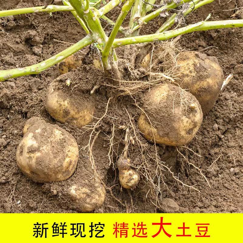 青海互助土豆黄皮土豆农家自种蔬菜批发马铃薯