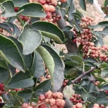 大果粒花椒种苗。狮子头花椒种苗
