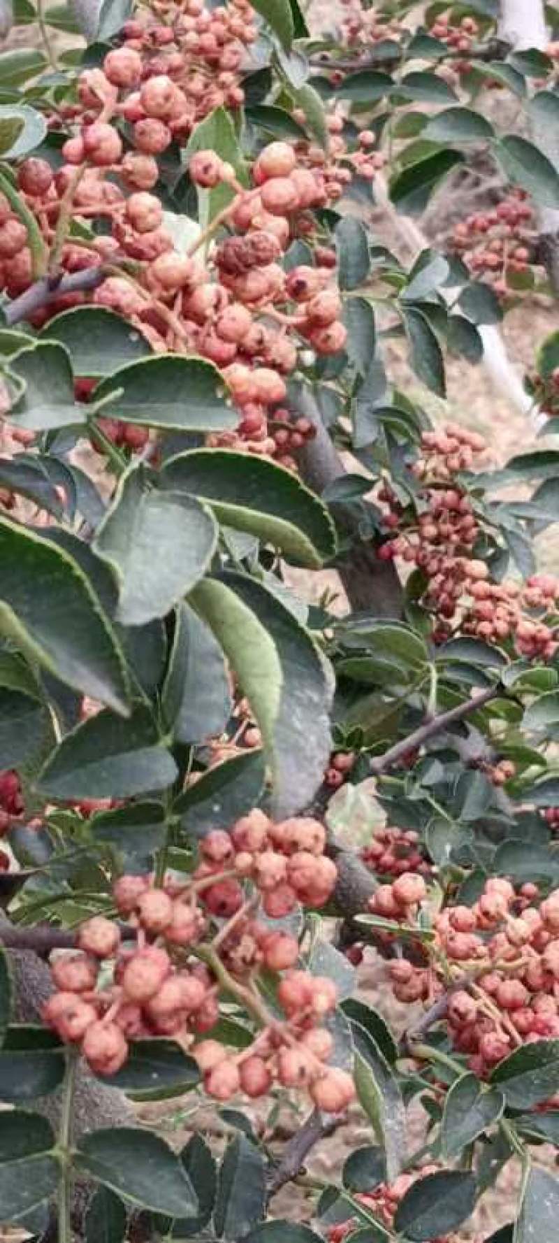 大果粒花椒种苗。狮子头花椒种苗