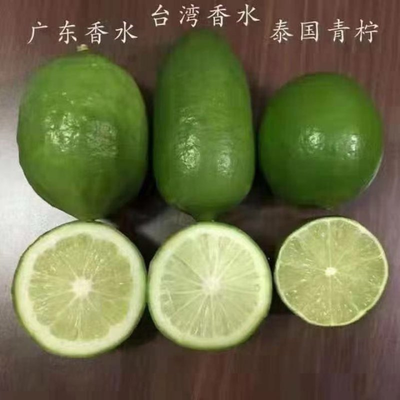 香水柠檬苗，广东无核香水柠檬苗，泰国无核青柠檬苗，台湾香