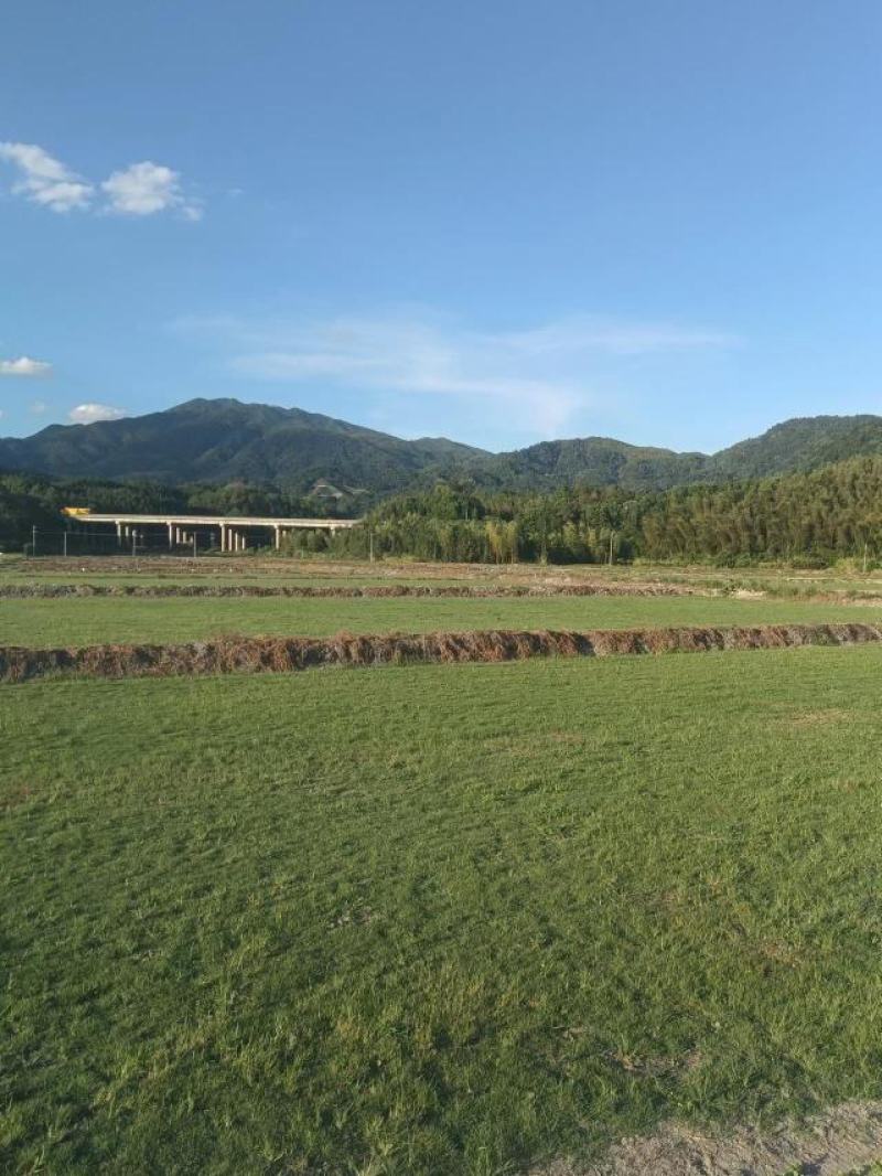 【诚信商家】江西宜春大量马尼拉草皮上市，量大从优欢迎定购！