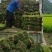 【诚信商家】江西宜春大量马尼拉草皮上市，量大从优欢迎定购！