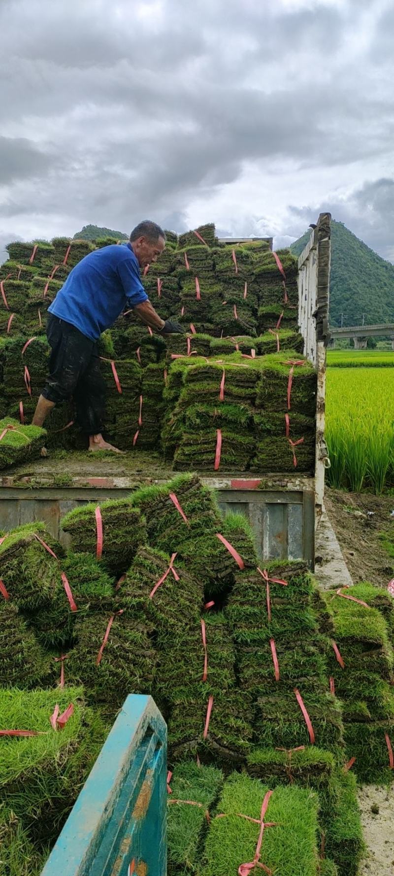 【诚信商家】江西宜春大量马尼拉草皮上市，量大从优欢迎定购！