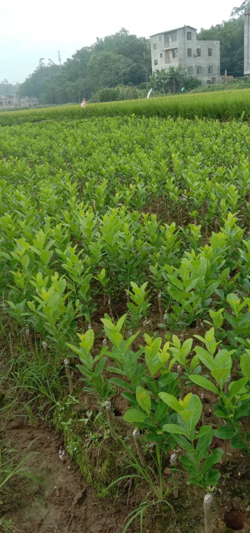 香水柠檬苗，广东无核香水柠檬苗，泰国无核青柠檬苗，台湾香