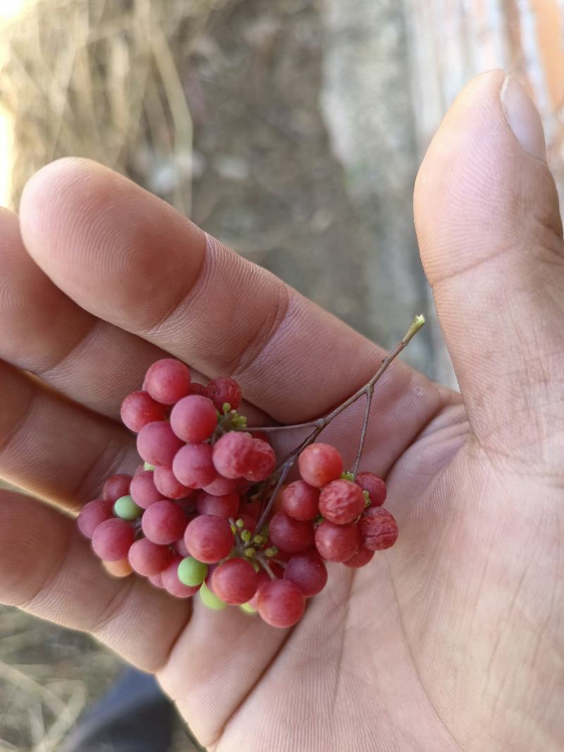 精品粉防己籽，粉防己苗。中药材赣州基地