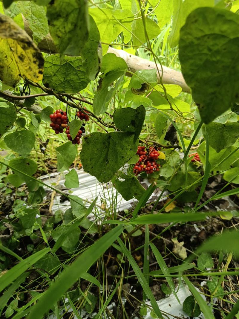 精品粉防己籽，粉防己苗。中药材赣州基地