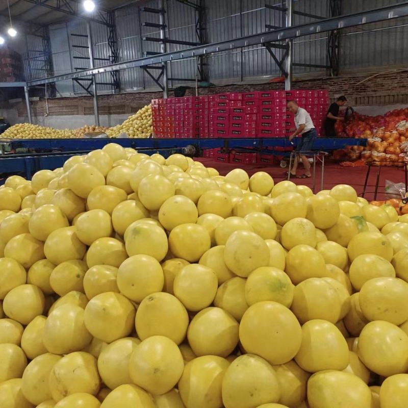 漳州平和红心柚子，皮薄肉厚大量供应品质保障可视频看货