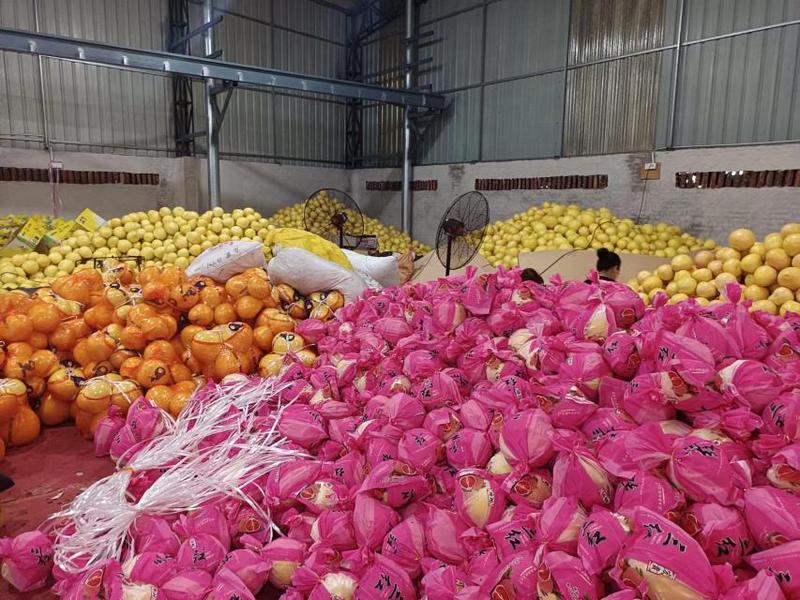 漳州平和红心柚子，皮薄肉厚大量供应品质保障可视频看货