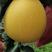 柚子密柚品种齐全现摘现发量大质优一条龙服务