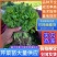 《芹菜苗》基地现挖现发成活率高产量高提供技术指导