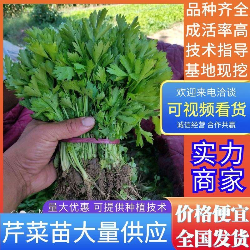 《芹菜苗》基地现挖现发成活率高产量高提供技术指导