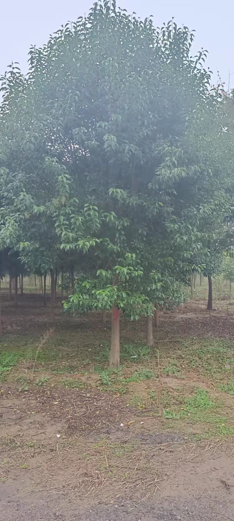 河南南阳大叶女贞自家种植基地规格齐全欢迎采购