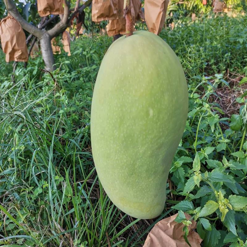 丽江市华坪县龙头果子山晚熟优质芒果