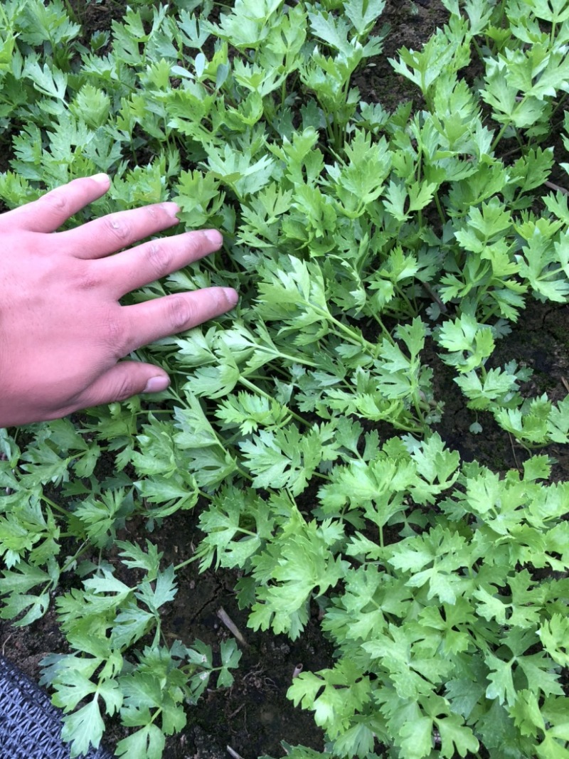 芹菜苗地拔苗根系发达抗病害