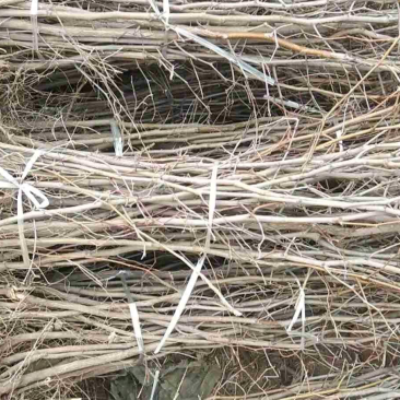 枣苗，占地枣树