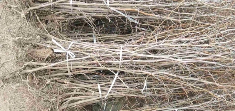枣苗，占地枣树