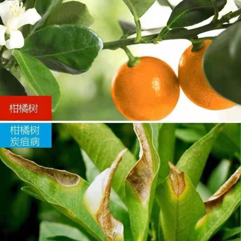 中保炭息溴菌腈多菌灵二元复配炭疽病黑星病锈病柑橘杀