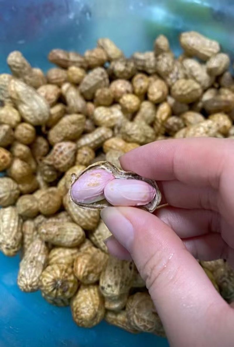 花生大量上市，粒大饱满产地直发，欢迎各大老板采购。
