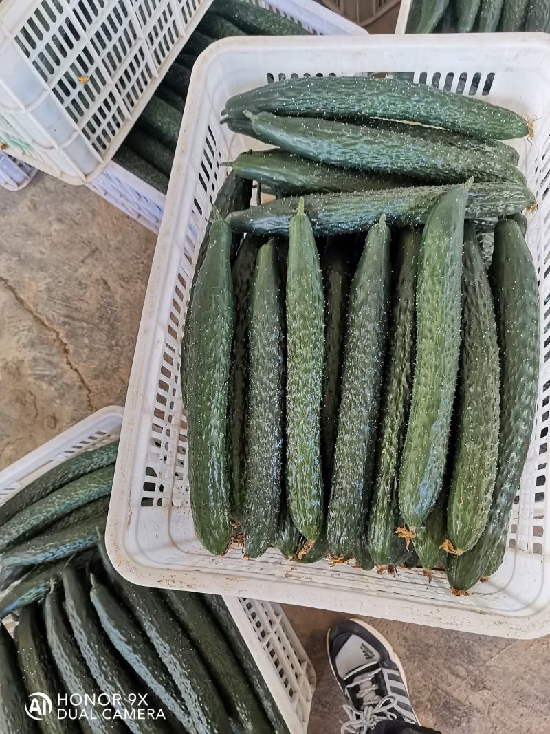 西红柿大量上市。每天50吨