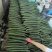 西红柿大量上市。每天50吨