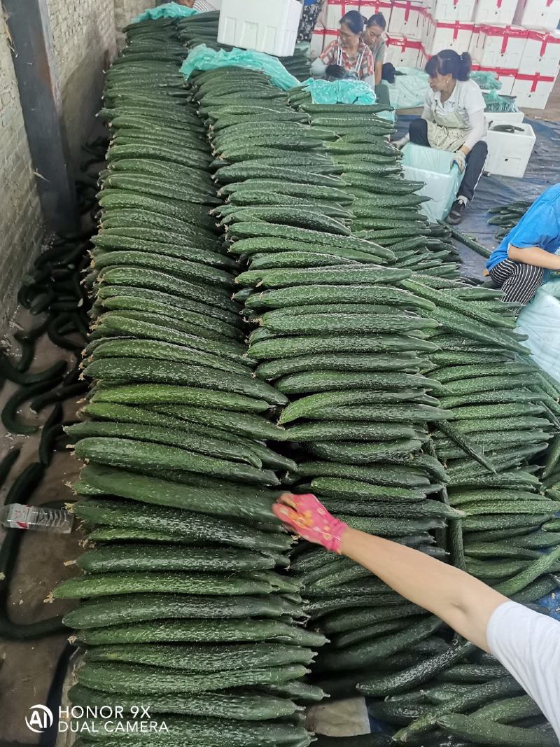 西红柿大量上市。每天50吨