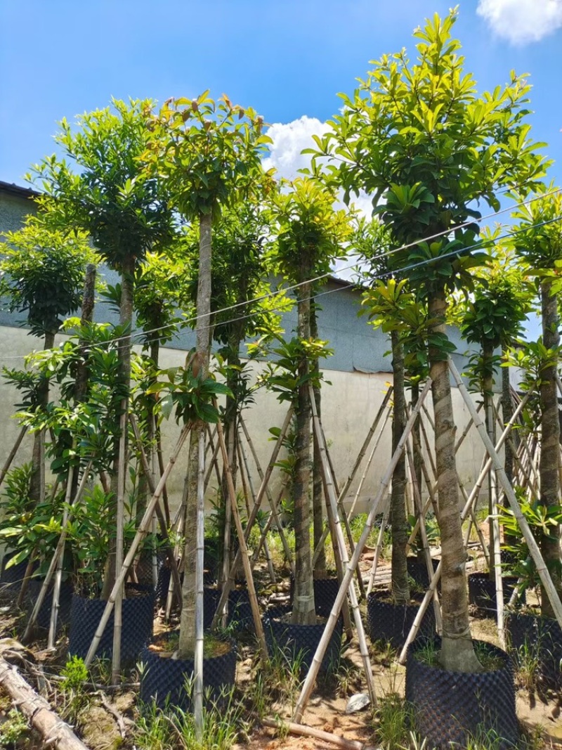 尖叶杜英袋苗大叶杜英移植苗5-15公分出售