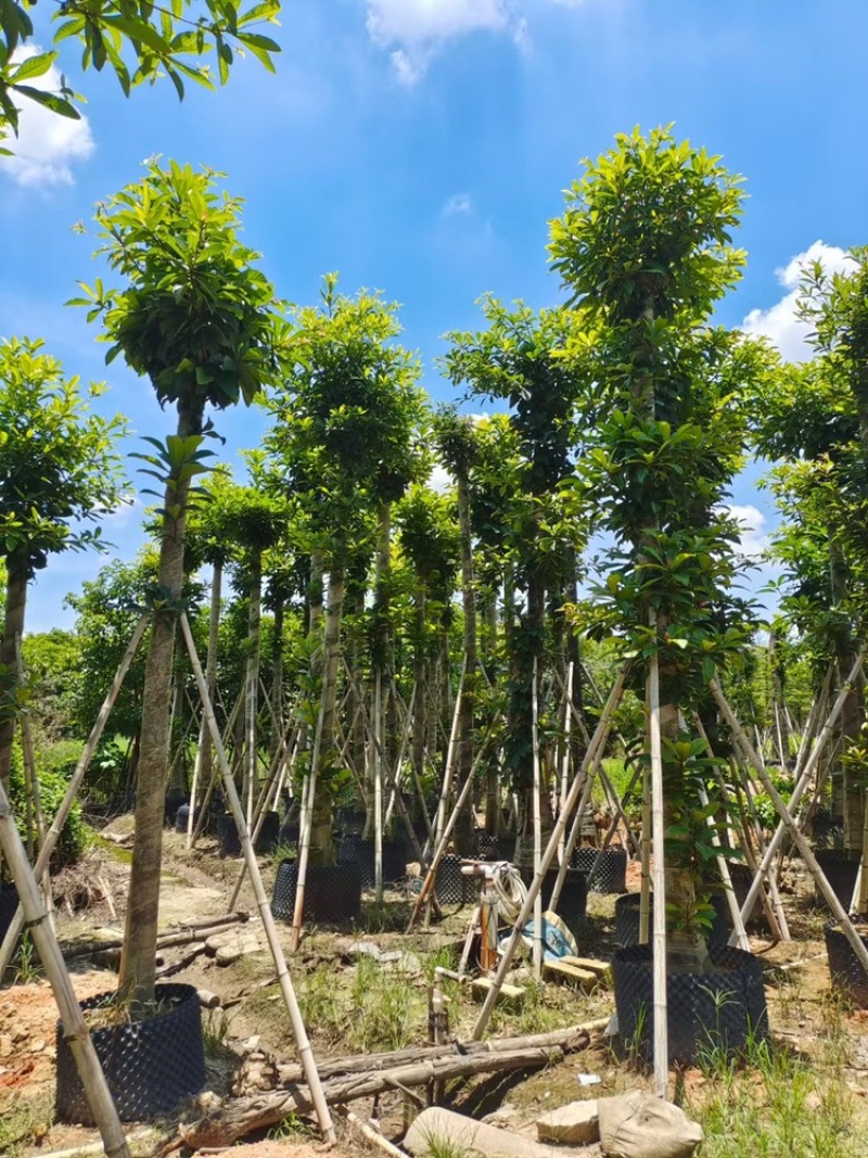尖叶杜英袋苗大叶杜英移植苗5-15公分出售