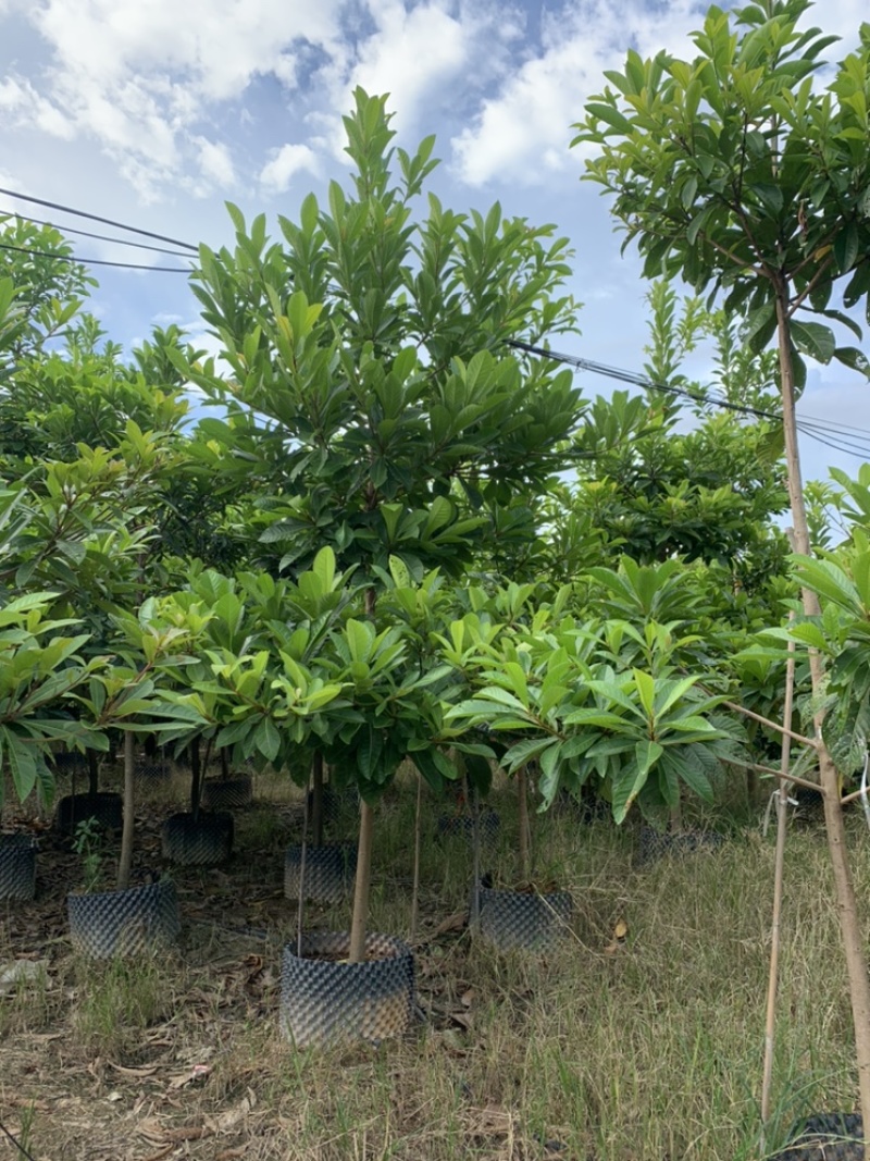 尖叶杜英袋苗大叶杜英移植苗5-15公分出售