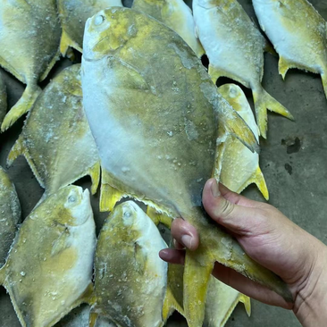 广西北海深海养殖金鲳鱼、货源地全规格批发价出售！