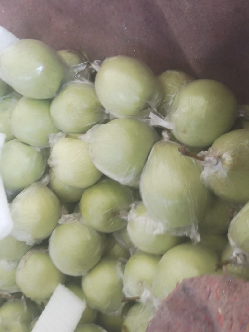 鸭梨