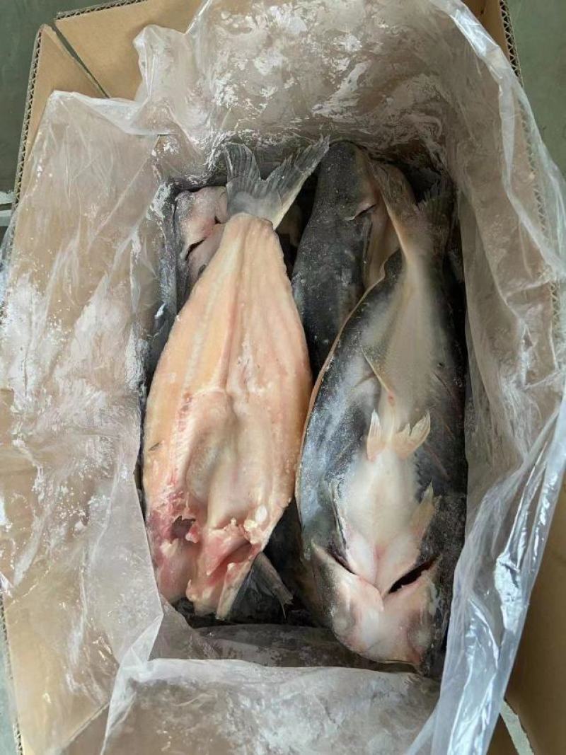 开背巴沙鱼，工厂直批，6条至15条全规格，14斤/件