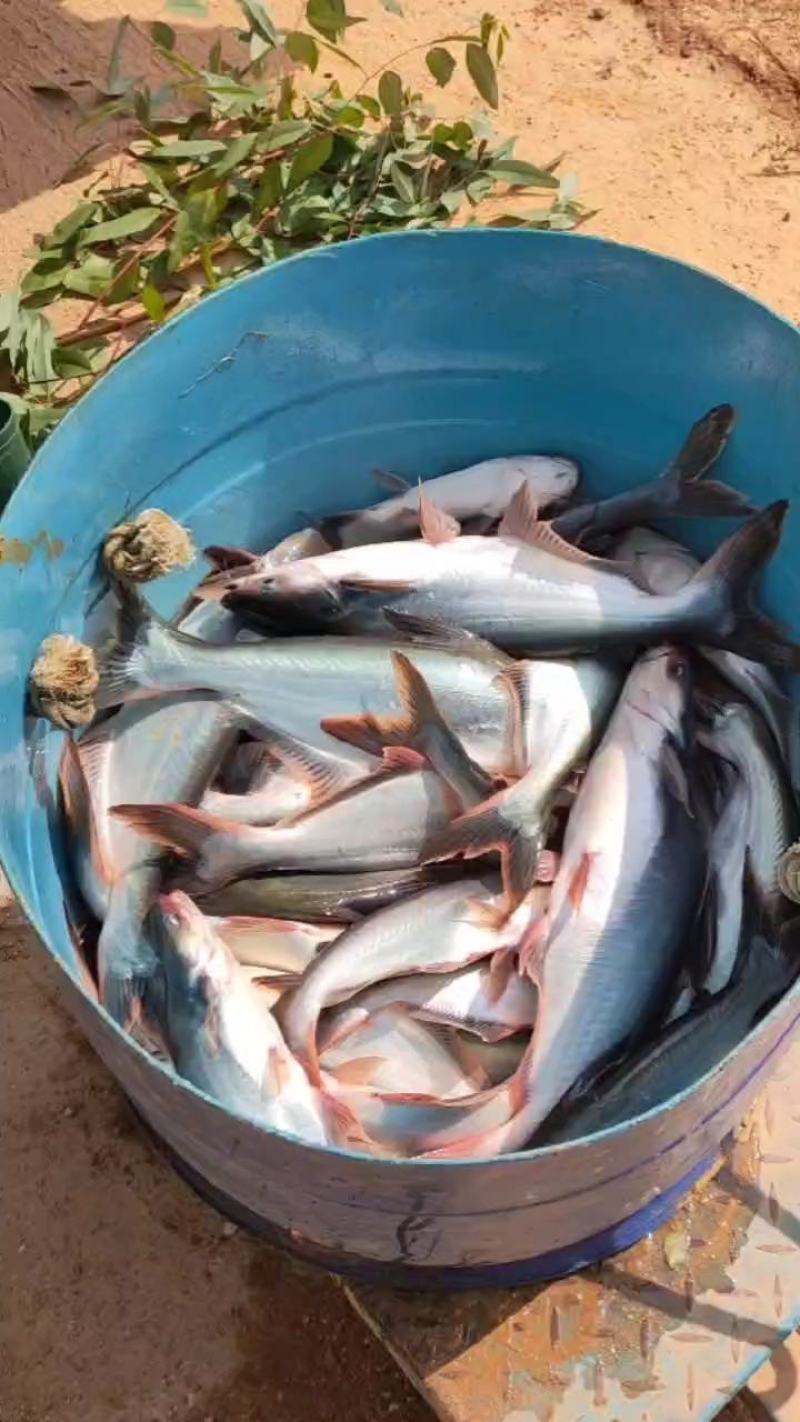 开背巴沙鱼，工厂直批，6条至15条全规格，14斤/件