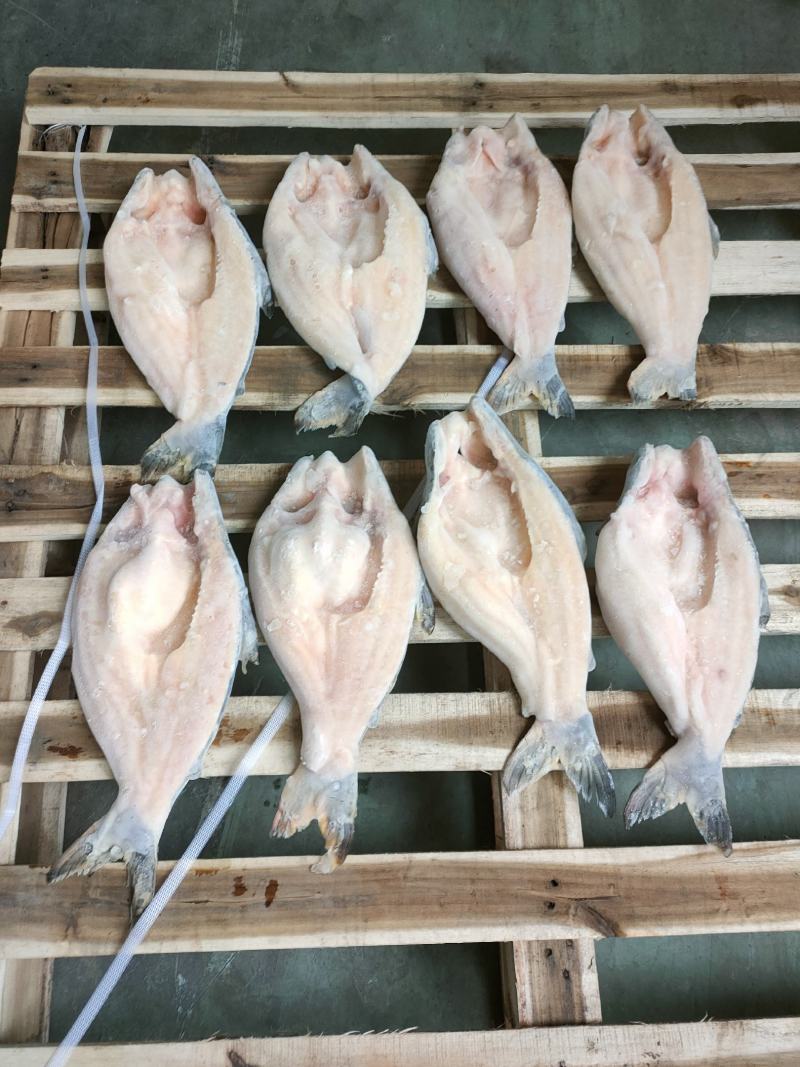 开背巴沙鱼，工厂直批，6条至15条全规格，14斤/件