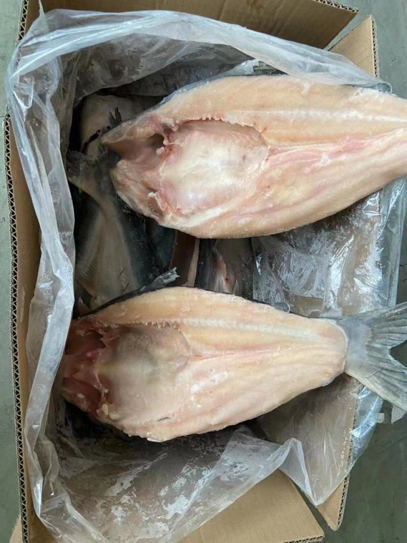开背巴沙鱼，工厂直批，6条至15条全规格，14斤/件