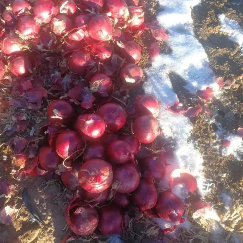 甘肃精品紫皮洋葱基地直发品质保证量大从优欢迎联系