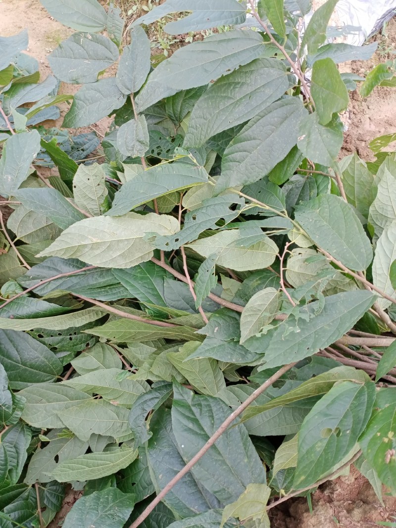 广东天然深山野生绿色药材布渣叶
