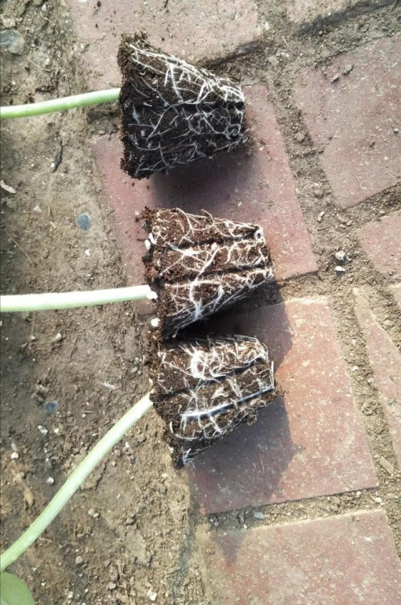 黄瓜苗秋延黄瓜嫁接苗黑油亮黄瓜种苗强雌全雌瓜条好