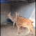 杀肉梅花鹿活体，成年种鹿，繁殖母鹿，梅花鹿幼崽