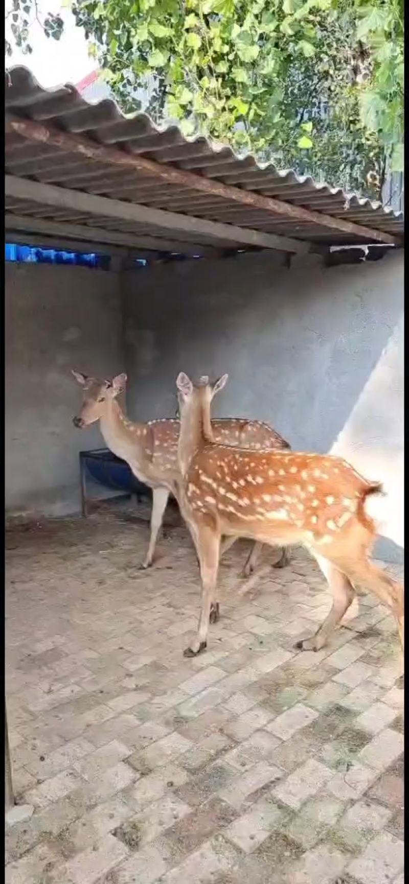 杀肉梅花鹿活体，成年种鹿，繁殖母鹿，梅花鹿幼崽