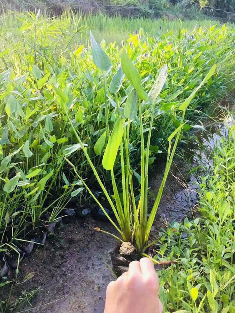 梭鱼草挺水植物海寿花水生植物梭鱼草净化水质庭院水池绿化