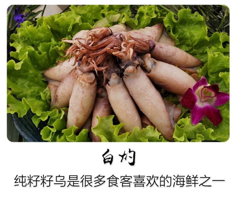 籽乌乌贼全籽海兔批发